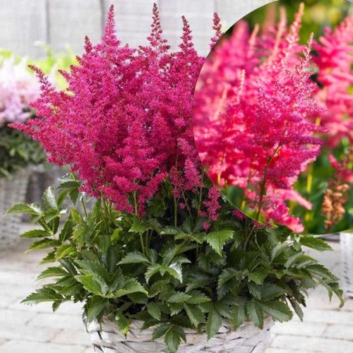 Astilbe 'Lucky Day' - Astilbe 'Lucky Day' C2/2L